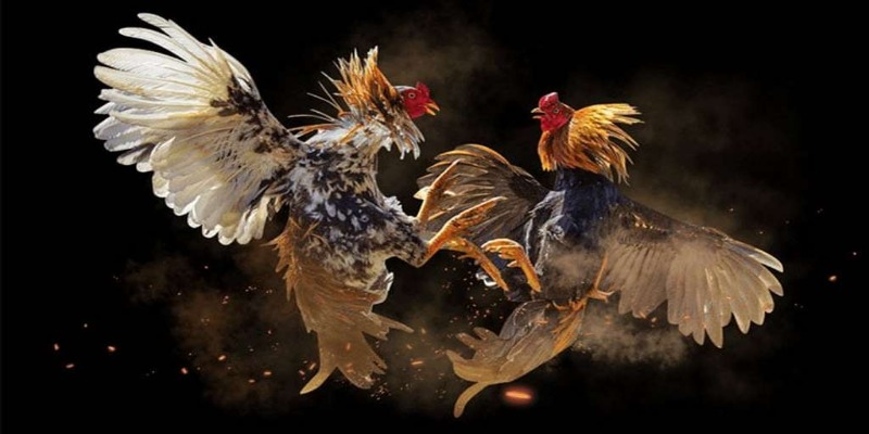 Giới thiệu tổng quan về chọi gà ăn tiền tại nhà cái