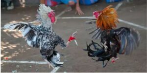 Đá gà ăn tiền