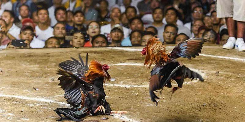Chọi kê cựa sắt mở ra khoảng thời gian giải trí hấp dẫn