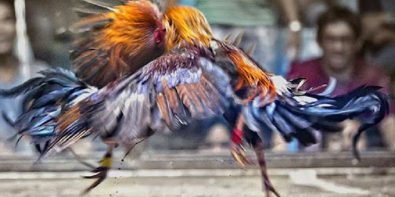 Đôi nét về sảnh cược đá gà BOT88