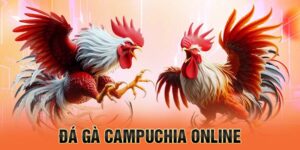 Đá gà campuchia