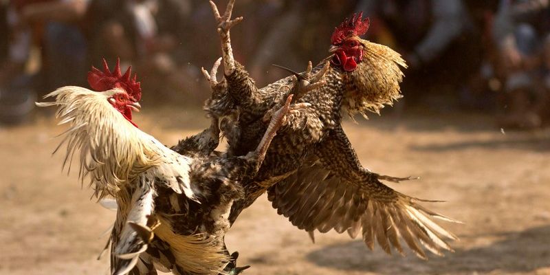 Tìm hiểu sơ lược về đá gà trực tuyến BOT88 