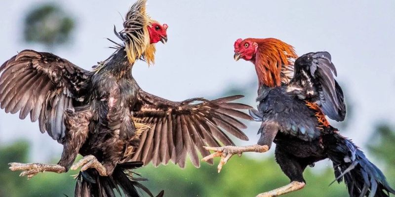 Thể loại chọi kê BOT88 hấp dẫn và đa dạng