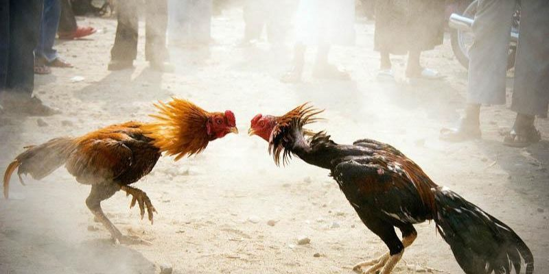 Nhà cái BOT88 xây dựng một sân chơi chọi kê trực tuyến với nhiều ưu điểm nổi trội